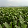 a maize farm in Uganda