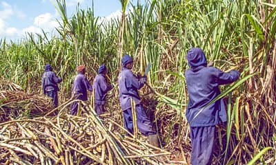 A sugar cane plantation.