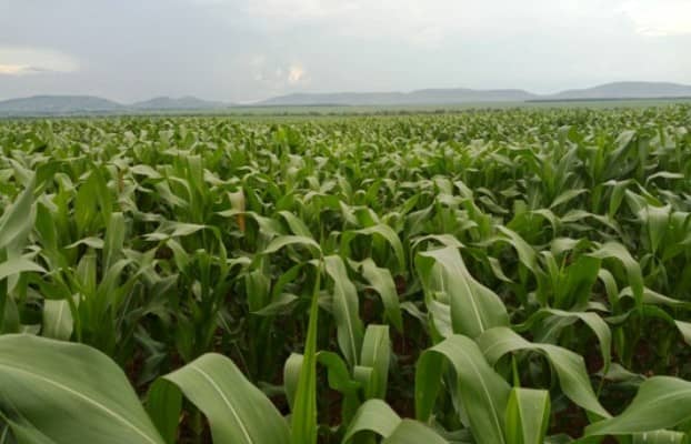 a maize farm in Uganda