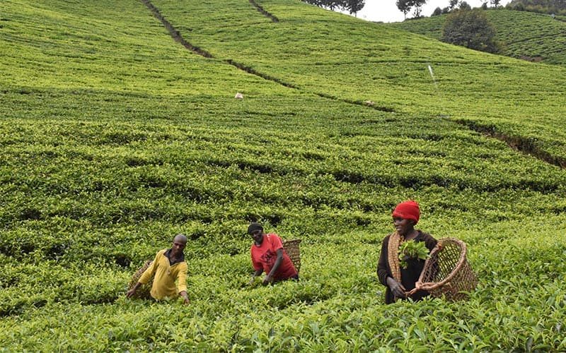 Tea farming in Western Uganda